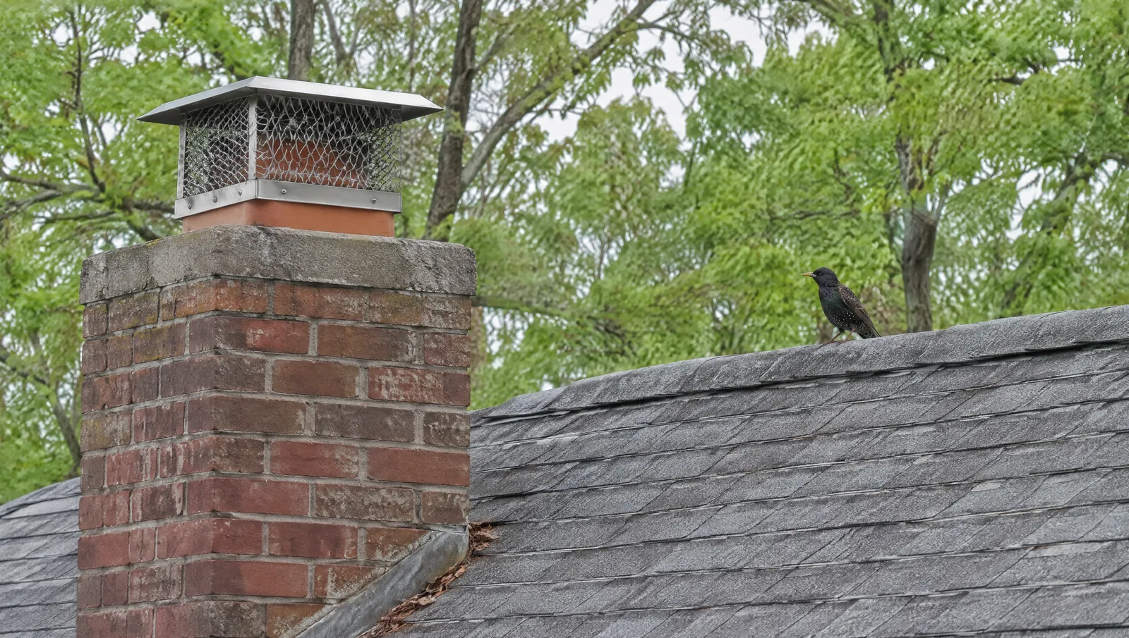Brick chimney with a stainless mesh cap and a starling perched on the roof ridge nearby